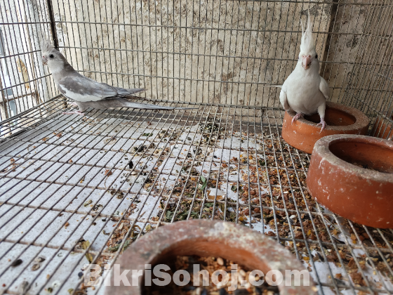 1 pair quality running cockatiel to be sold